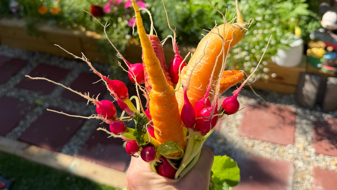 Welcome to Cheeky Garden: An Online Plant Nursery Rooted in Real Gardens - Cheeky Garden