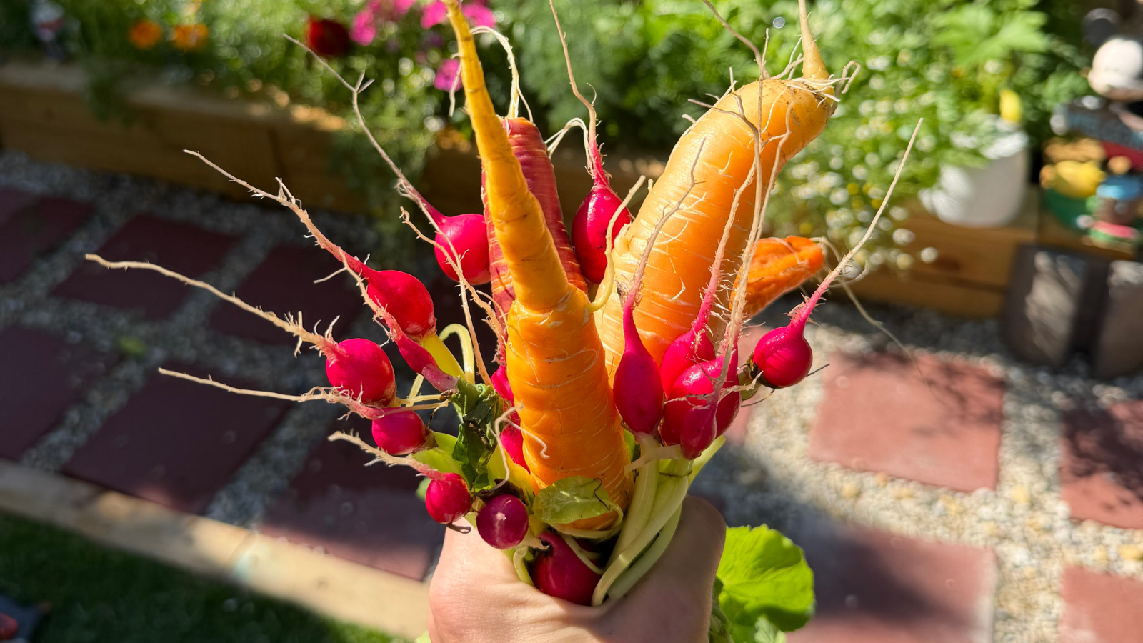 Welcome to Cheeky Garden: An Online Plant Nursery Rooted in Real Gardens - Cheeky Garden