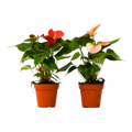 2 Anthurium Variety Pack - 4" Pots - Cheeky Garden