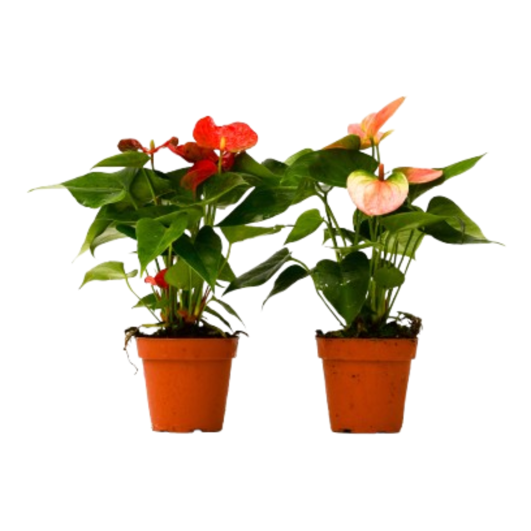 2 Anthurium Variety Pack - 4" Pots - Cheeky Garden