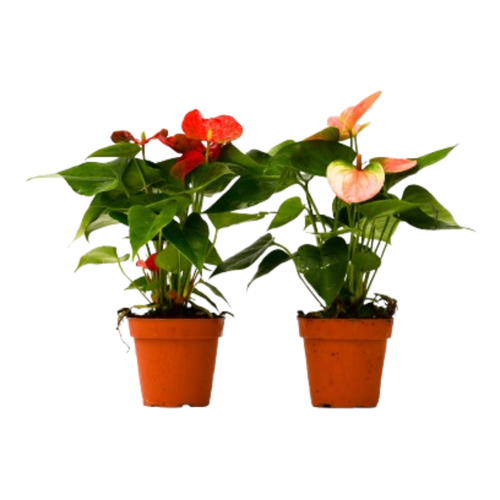 2 Anthurium Variety Pack - 4" Pots - Cheeky Garden