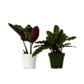 2 Calathea Plants Variety Pack in 4" Pots - Cheeky Garden
