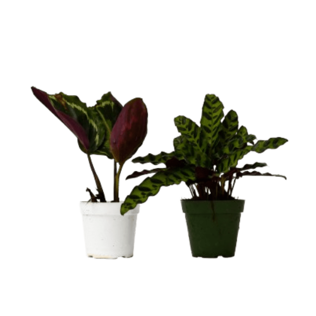 2 Calathea Plants Variety Pack in 4" Pots - Cheeky Garden
