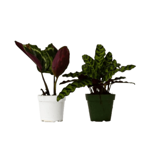 2 Calathea Plants Variety Pack in 4" Pots - Cheeky Garden