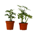 2 Different Schefflera Plants Variety Pack - 4" Pot - Cheeky Garden
