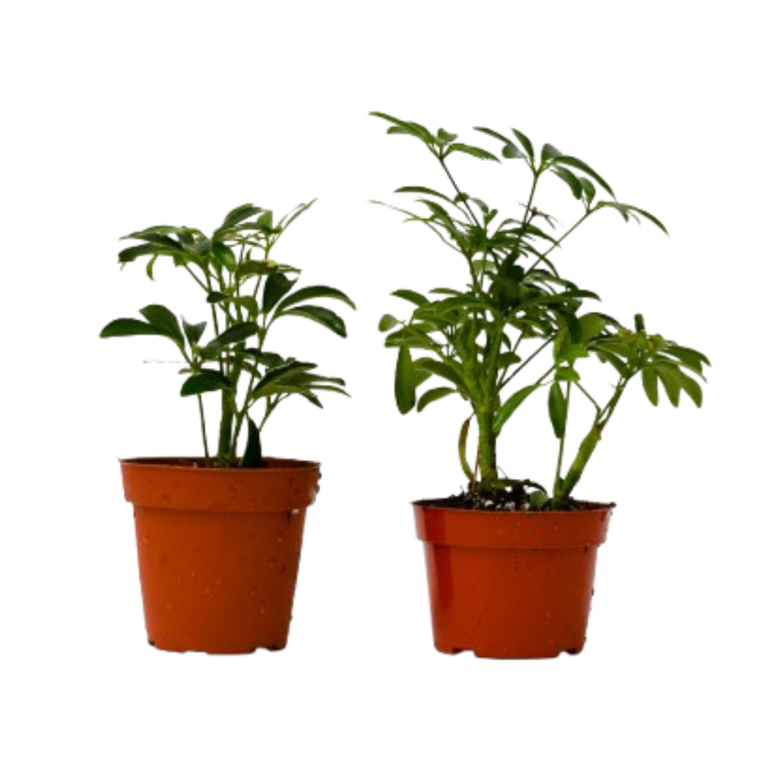 2 Different Schefflera Plants Variety Pack - 4" Pot - Cheeky Garden
