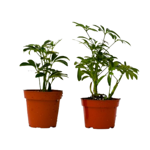 2 Different Schefflera Plants Variety Pack - 4" Pot - Cheeky Garden