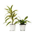 2 Dracaena Variety Pack - 4" Pot - Cheeky Garden