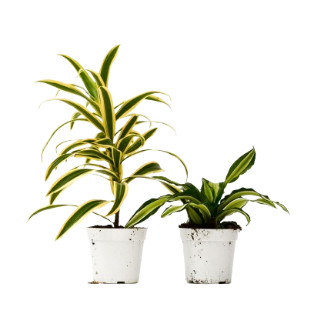 2 Dracaena Variety Pack - 4" Pot - Cheeky Garden