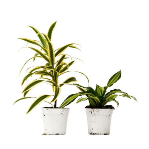 2 Dracaena Variety Pack - 4" Pot - Cheeky Garden