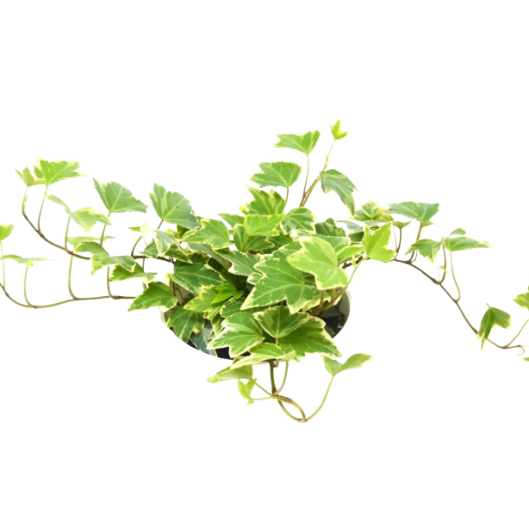 2 English Ivy Variety Pack - 4" Pot - Cheeky Garden