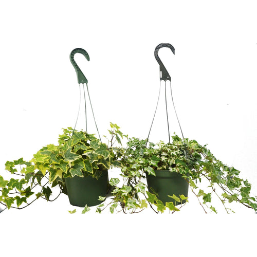2 English Ivy Variety Pack - 4" Pot - Cheeky Garden