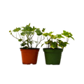 2 English Ivy Variety Pack - 4" Pot - Cheeky Garden