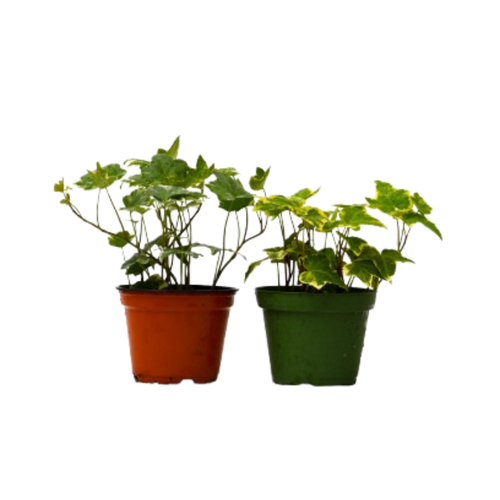 2 English Ivy Variety Pack - 4" Pot - Cheeky Garden