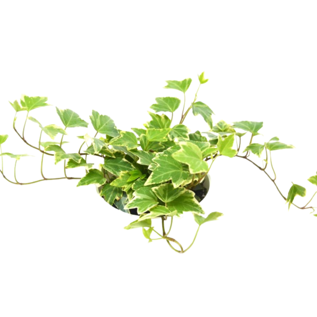 2 English Ivy Variety Pack - 4" Pot - Cheeky Garden