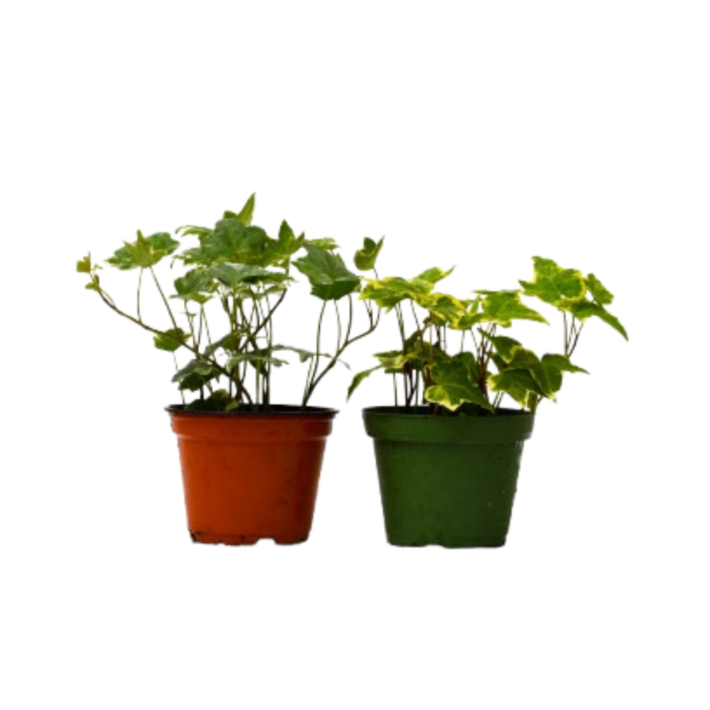 2 English Ivy Variety Pack - 4" Pot - Cheeky Garden