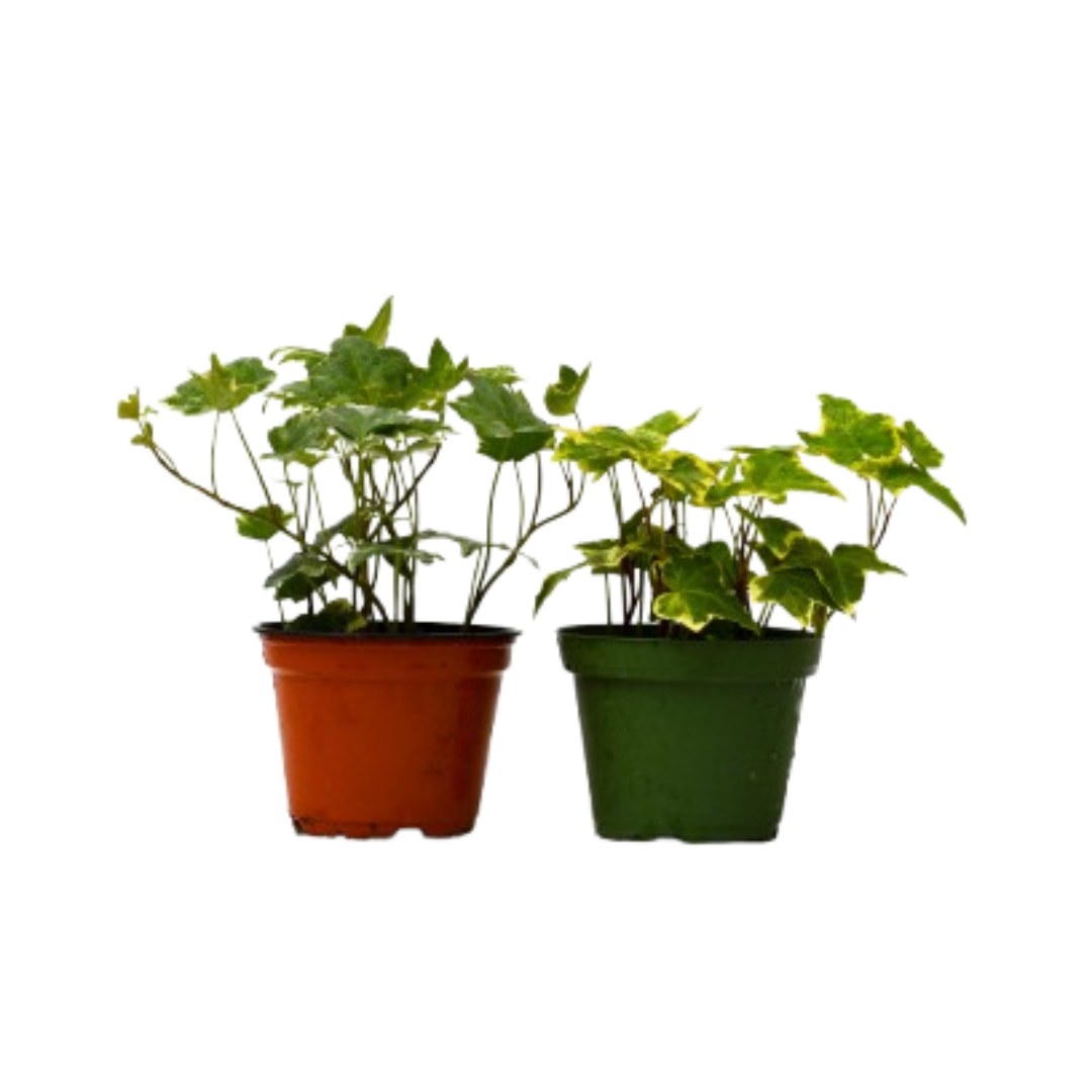 2 English Ivy Variety Pack - 4" Pot - Cheeky Garden