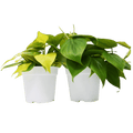 2 Philodendron Variety Pack - 4" Pots - Cheeky Garden
