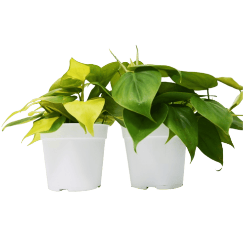 2 Philodendron Variety Pack - 4" Pots - Cheeky Garden
