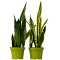 2 Snake (Sansevieria) Plant Variety Pack - 6" Pot - Cheeky Garden