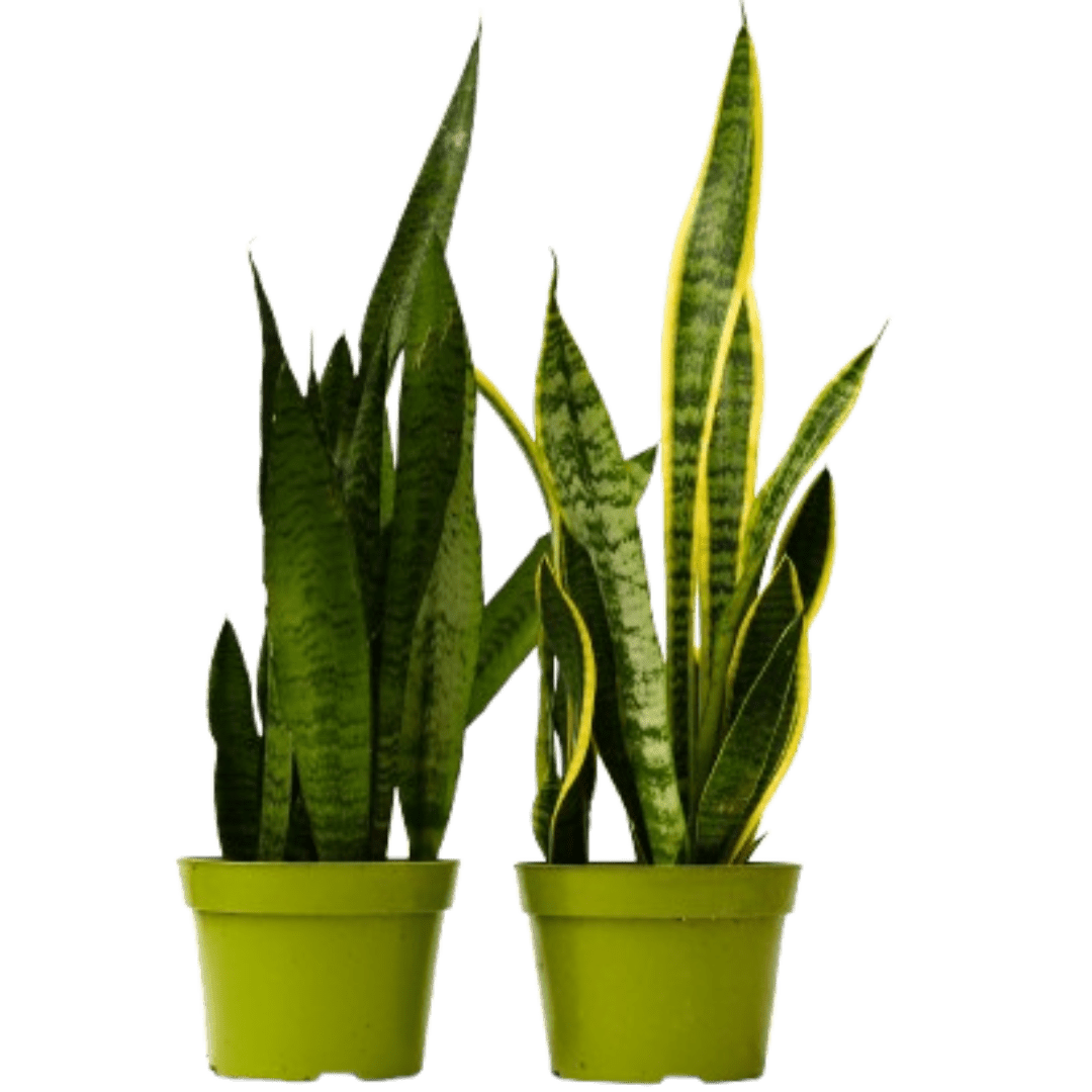 2 Snake (Sansevieria) Plant Variety Pack - 6" Pot - Cheeky Garden