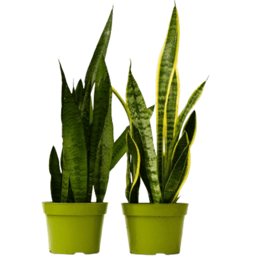 2 Snake (Sansevieria) Plant Variety Pack - 6" Pot - Cheeky Garden