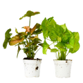 2 Syngonium Variety (Arrowhead Plant) / 4" Pot / Live Plant - Cheeky Garden