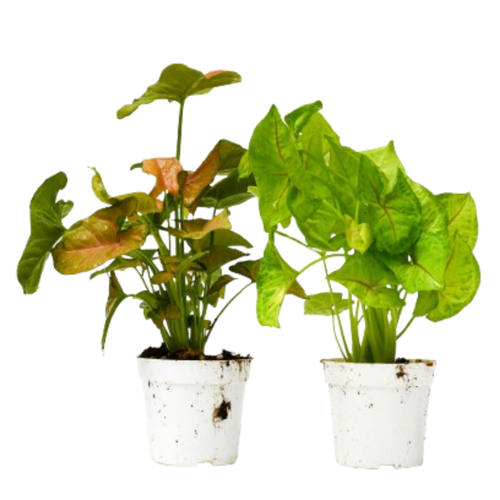 2 Syngonium Variety (Arrowhead Plant) / 4" Pot / Live Plant - Cheeky Garden