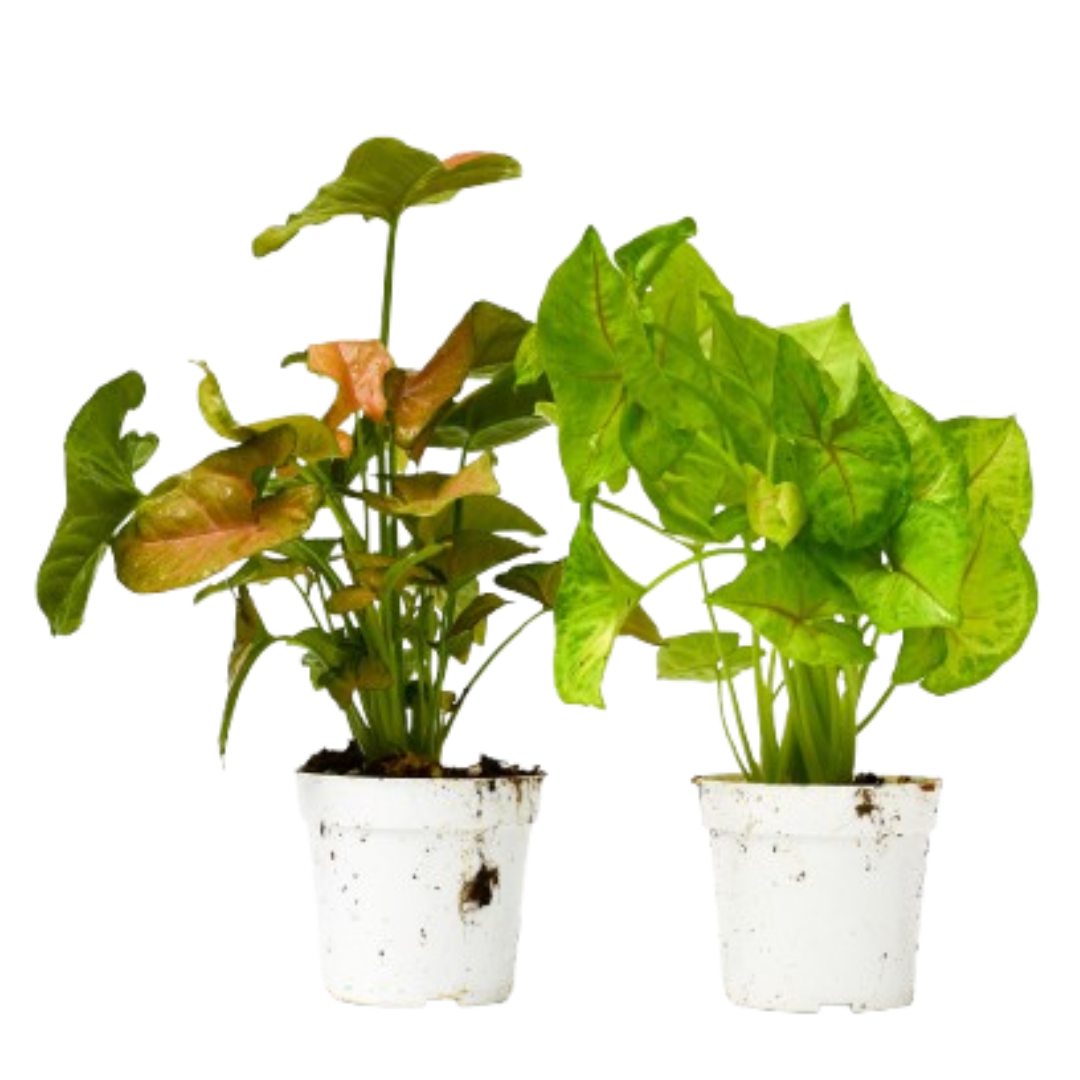 2 Syngonium Variety (Arrowhead Plant) / 4" Pot / Live Plant - Cheeky Garden
