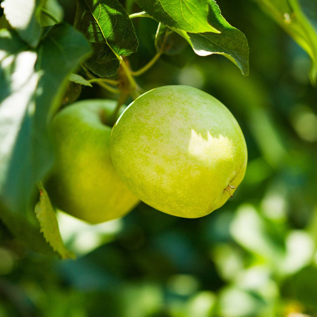 3-in-1 Apple Tree - Cheeky Garden