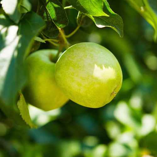 3-in-1 Apple Tree - Cheeky Garden