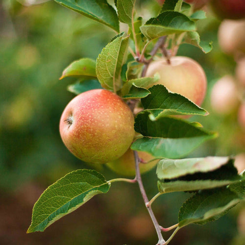 3-in-1 Apple Tree - Cheeky Garden