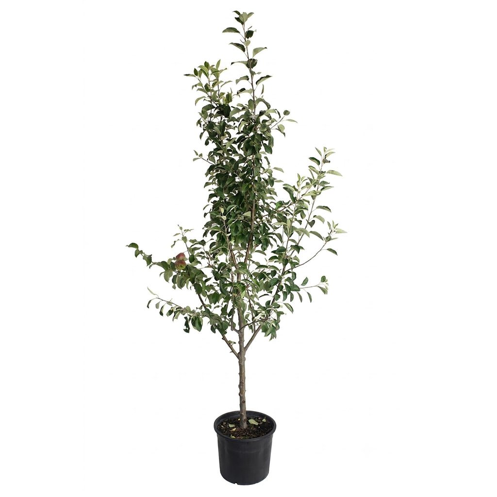 3-in-1 Apple Tree - Cheeky Garden