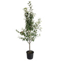3-in-1 Apple Tree - Cheeky Garden