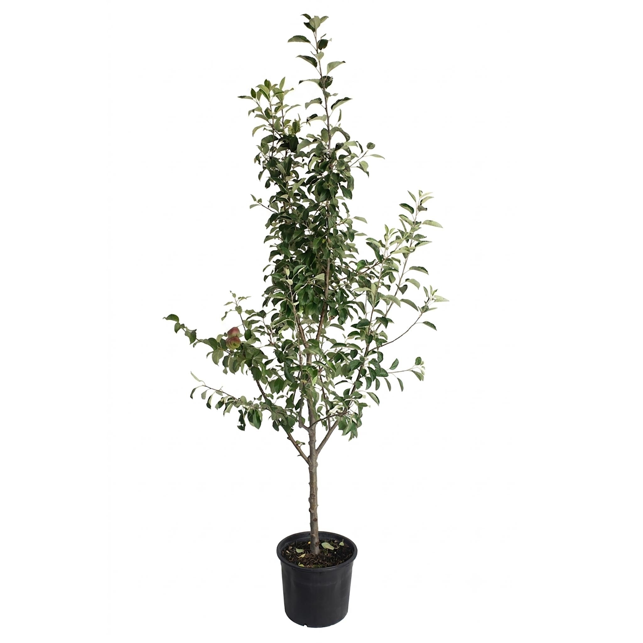 3-in-1 Apple Tree - Cheeky Garden