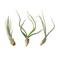 3 Large Tillandsia Air Plant Variety Pack - Cheeky Garden