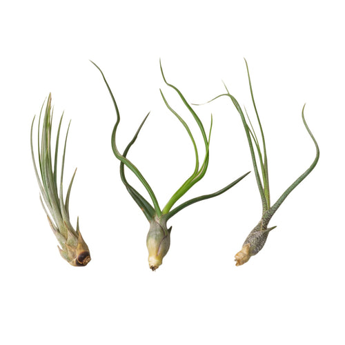 3 Large Tillandsia Air Plant Variety Pack - Cheeky Garden