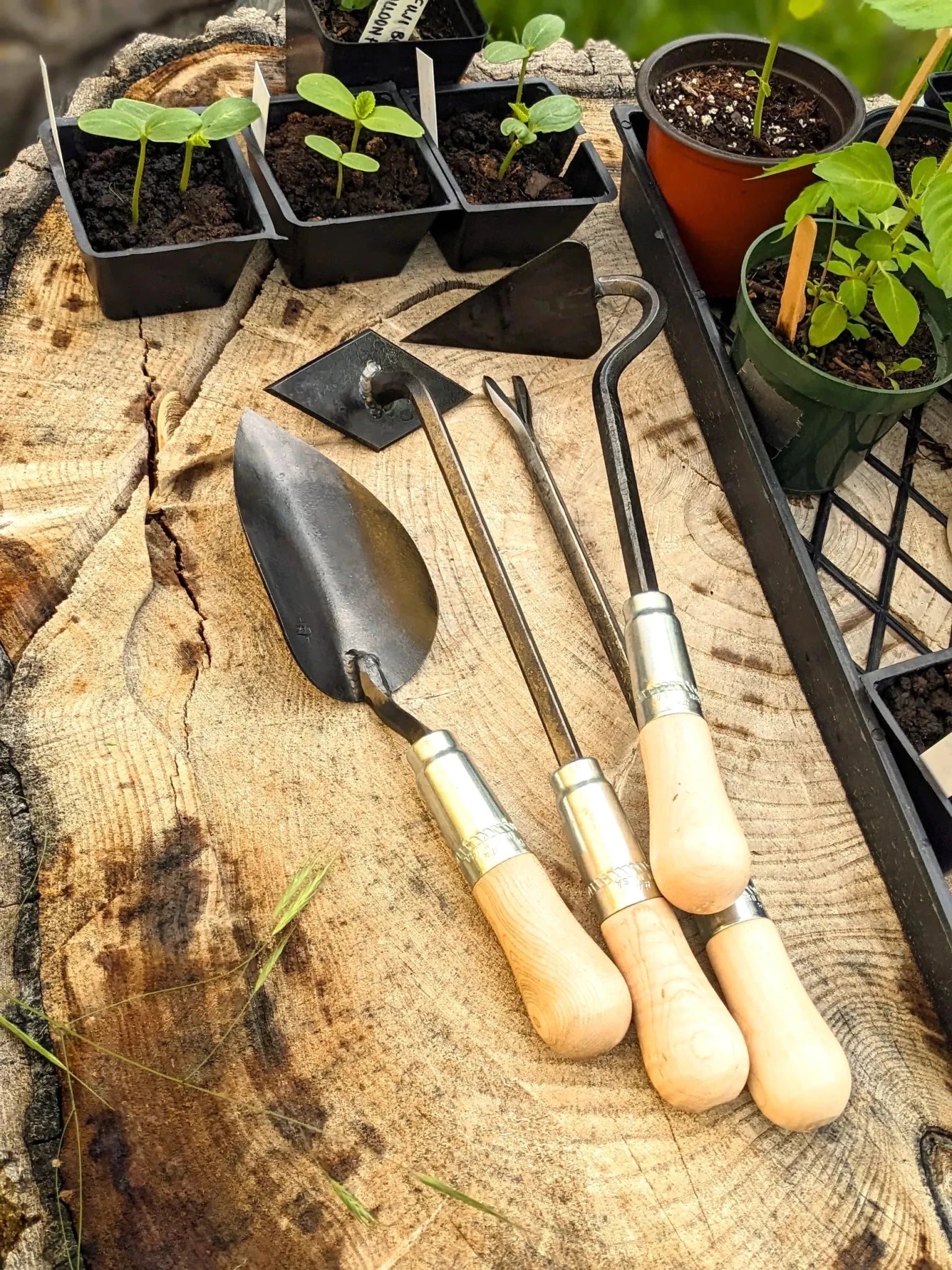 4 Piece Gift Set: Scuffle Weeder, Large Trowel, V-Hoe & Weeding Fork - Cheeky Garden