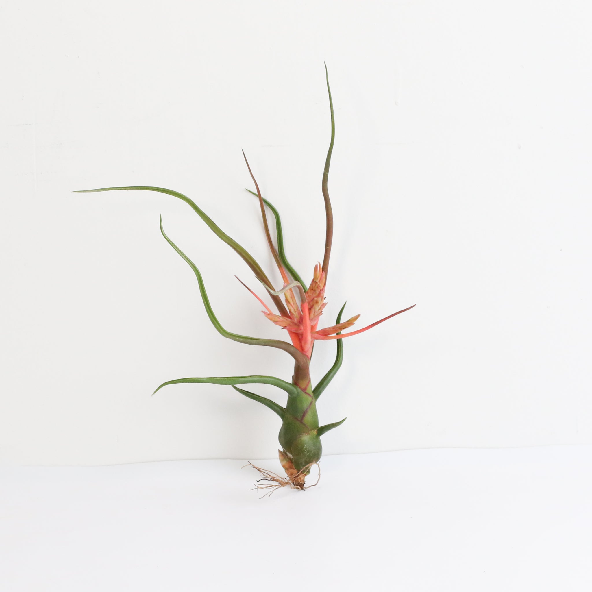 Tillandsia Bulbosa Air Plant — Belize & Guatemala