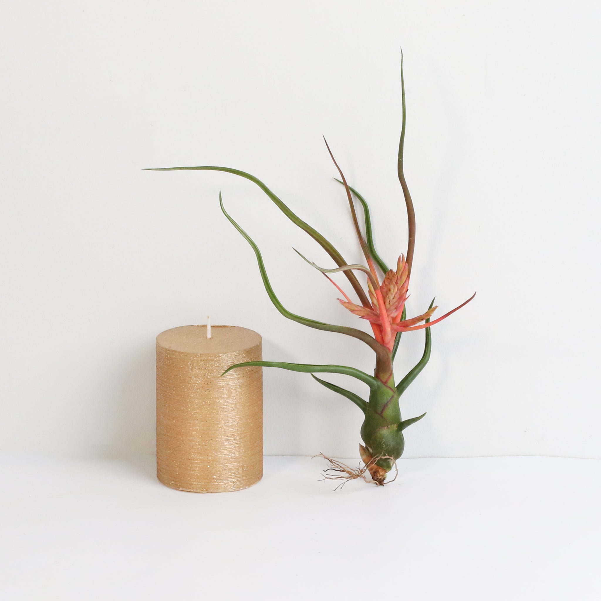 Tillandsia Bulbosa Air Plant – Belize & Guatemala