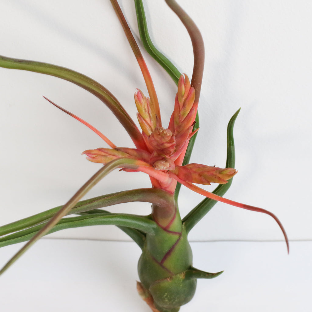 Tillandsia Bulbosa Air Plant — Belize & Guatemala