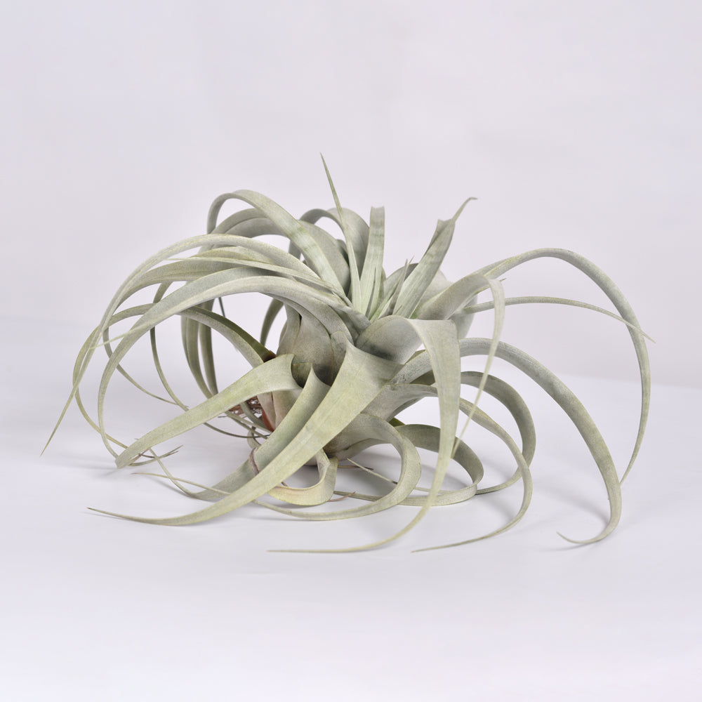 Tillandsia Xerographica Air Plant — Queen of Air Plants
