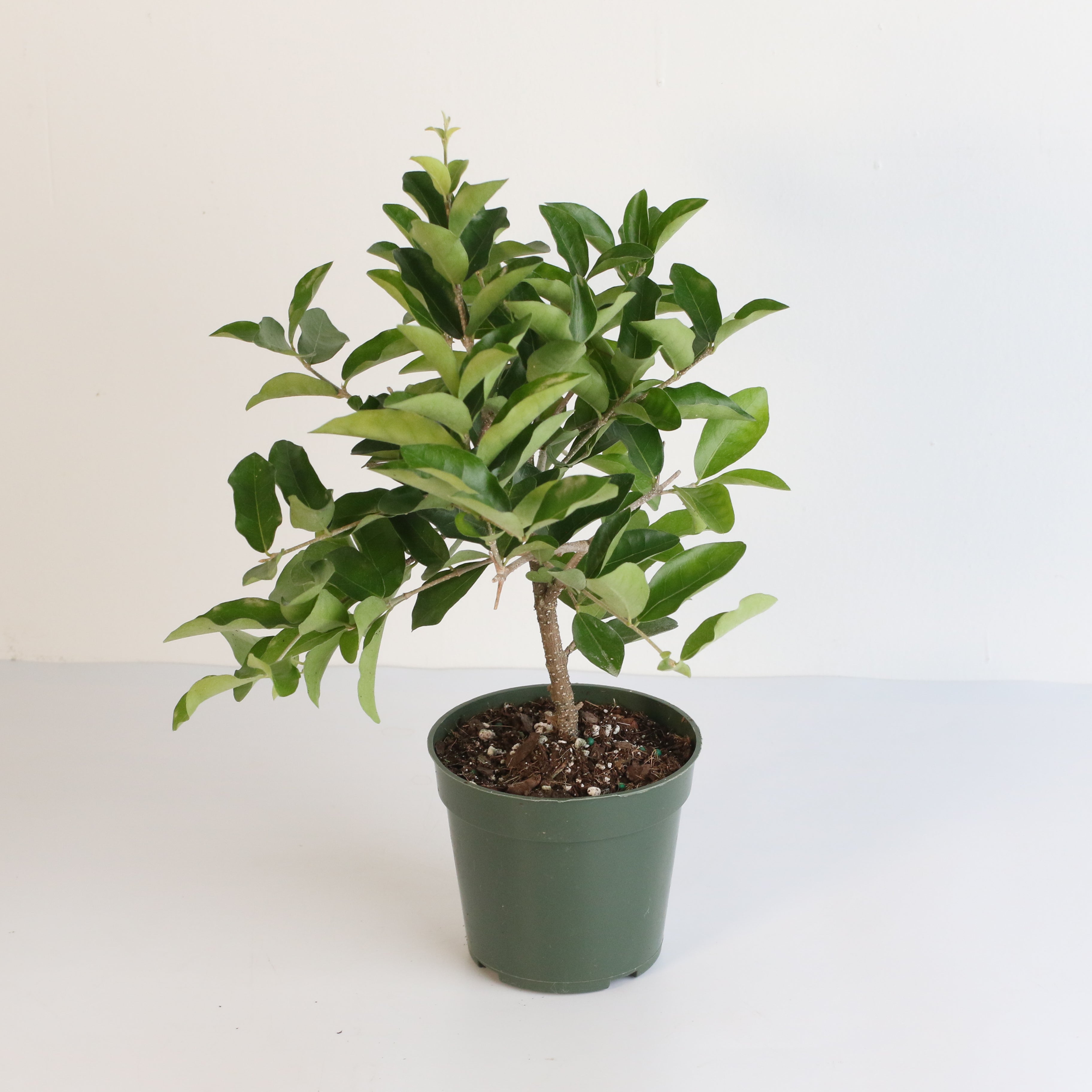 Barbados Cherry Tree