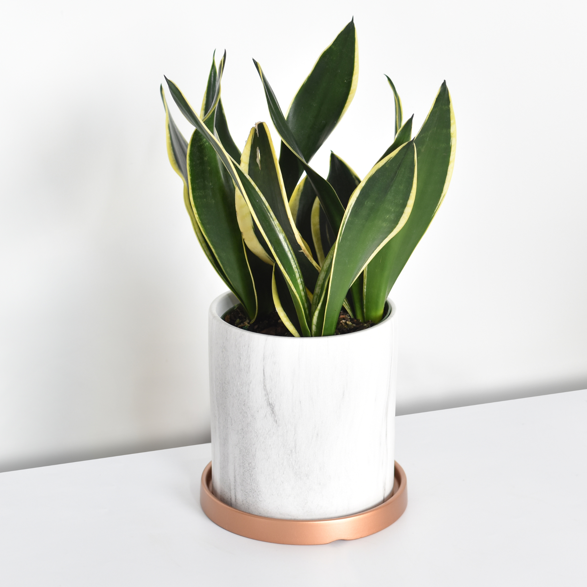 Black Gold Sansevieria Snake Plant