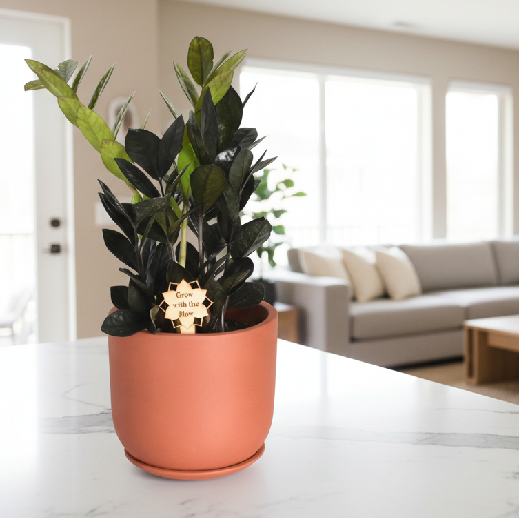 ZZ Raven — Black Zamioculcas Houseplant