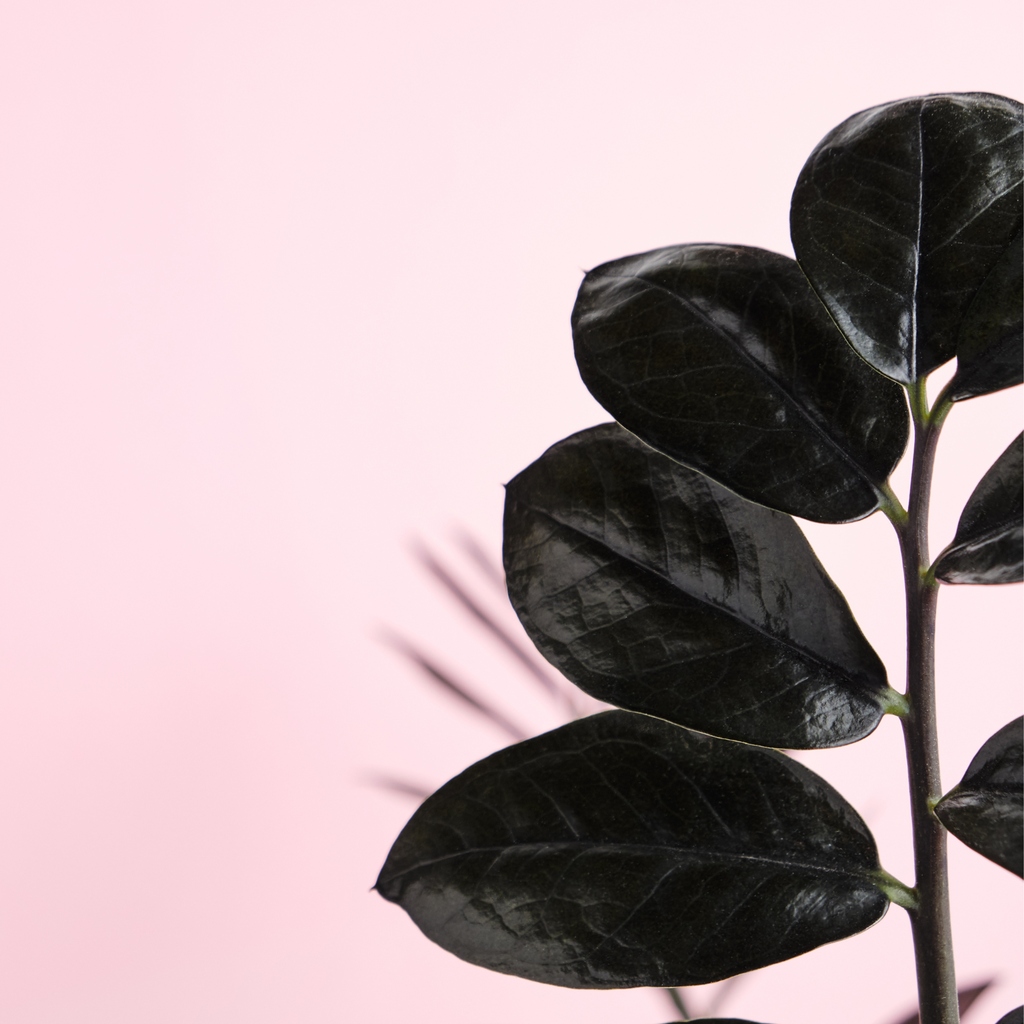 ZZ Raven — Black Zamioculcas Houseplant