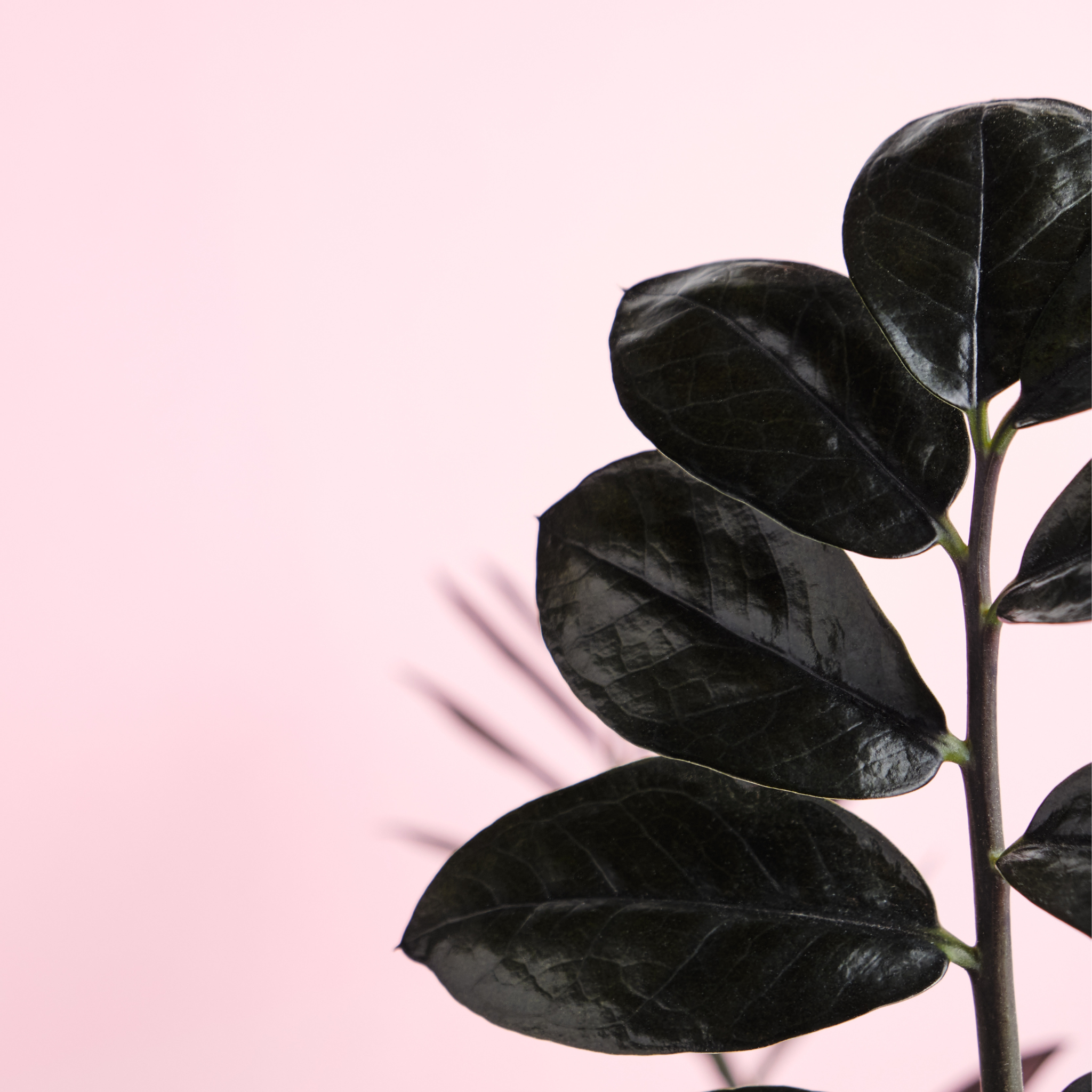 ZZ Raven — Black Zamioculcas Houseplant