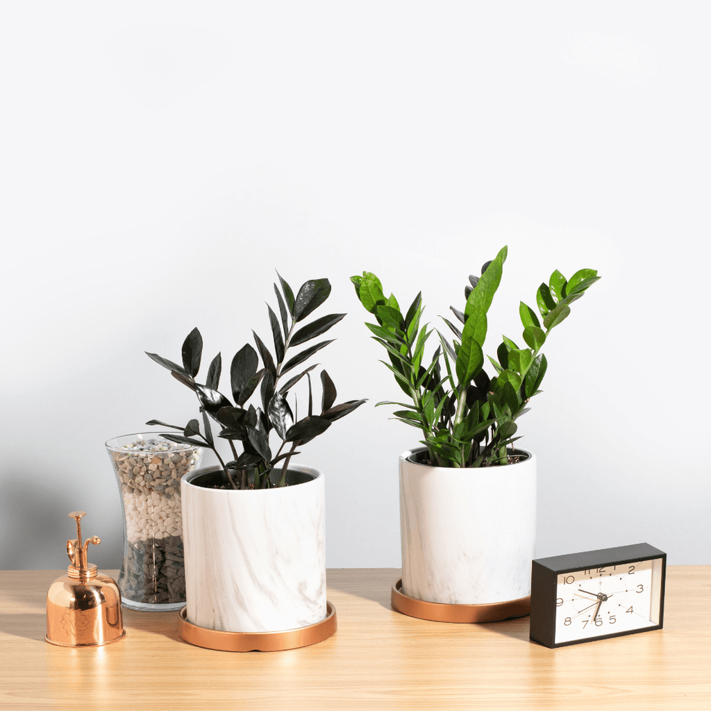 ZZ Raven — Black Zamioculcas Houseplant