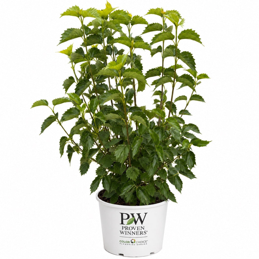 Blue Muffin® Arrowwood Viburnum