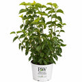 Blue Muffin® Arrowwood Viburnum